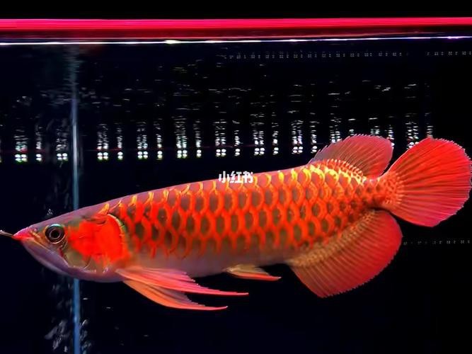 紅龍魚的品種與區別圖片大全大圖高清