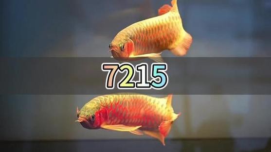 胭脂魚能和龍魚混養(yǎng)嗎圖片大全大圖