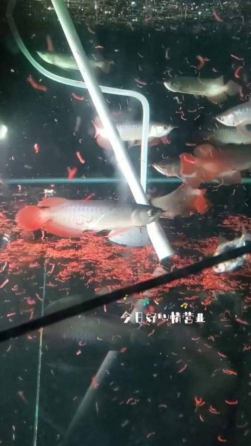 胭脂魚能和龍魚混養(yǎng)嗎圖片大全大圖