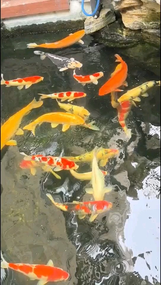 夏季要勤換水