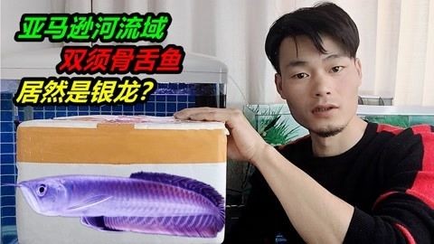 銀龍魚可以和玉面皇冠魚混養嗎（銀龍魚與玉面皇冠魚混養存在一定的風險和挑戰和挑戰）