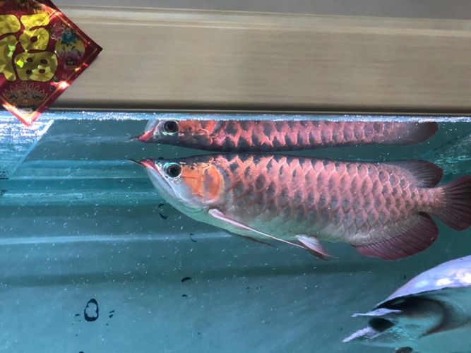 龍魚發色用什么燈好看呢視頻：如何選擇適合龍魚的燈光