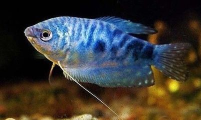 深藍色燈光養(yǎng)龍魚好嗎（深藍色燈光對龍魚有害嗎）