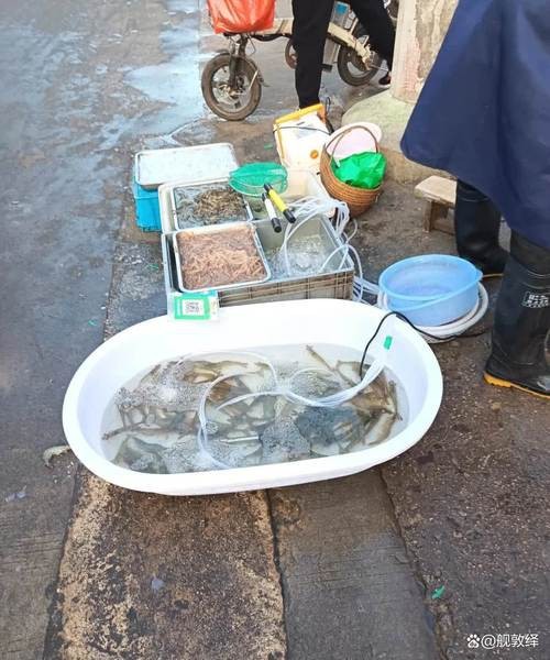 濟南龍魚批發價格表圖片