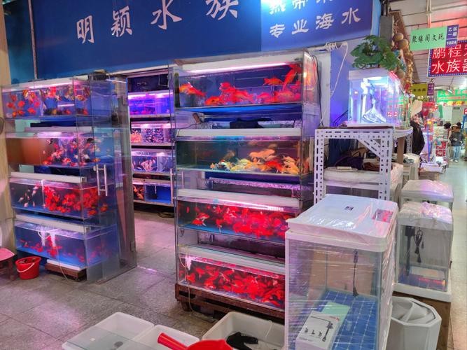 濟南龍魚批發價格表圖片