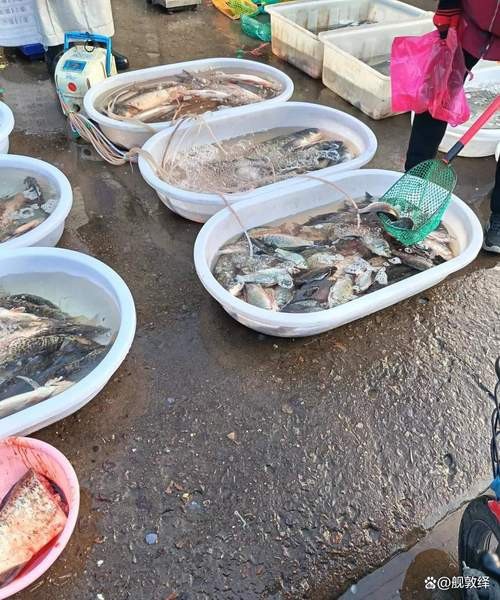 濟南龍魚批發價格表圖片