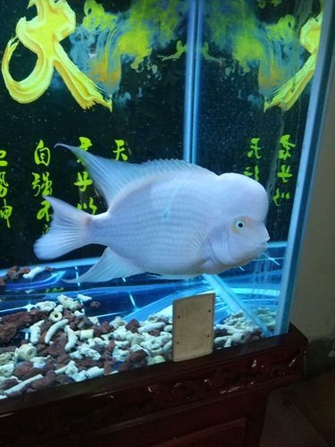 濟南龍魚批發價格表圖片