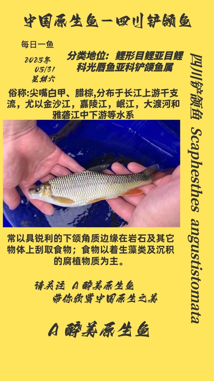 四川鏟頜魚 四川鏟頜魚 龍魚論壇