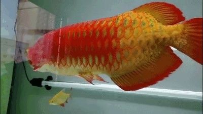 龍魚買賣違法嗎知乎：探討龍魚買賣是否違法之前