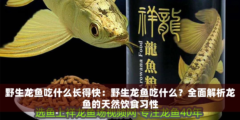 野生龍魚吃什么長得快：野生龍魚吃什么？全面解析龍魚的天然飲食習性 野生龍魚吃什么長得快：野生龍魚吃什么？全面解析龍魚的天然飲食習性 龍魚百科 第1張