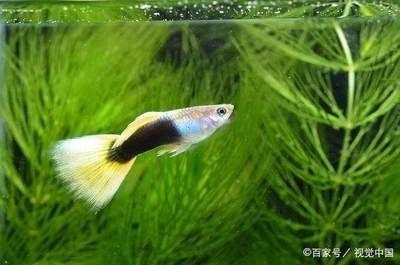 魚缸造景的藝術與技巧：觀賞魚缸制作魚缸制作的幾種材料和設計理念來進行