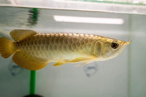 雪龍魚長什么樣子 雪龍魚長什么樣子 龍魚百科 第16張