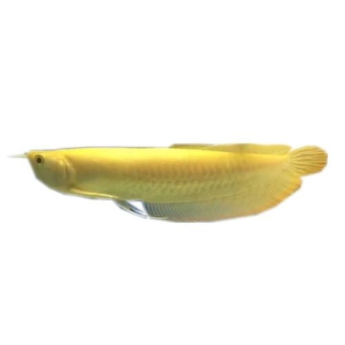 雪龍魚長什么樣子 龍魚百科 第4張 雪龍魚長什么樣子 雪龍魚長什么樣子 龍魚百科 第4張
