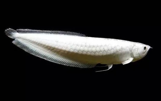 雪龍魚長什么樣子 龍魚百科 第5張 雪龍魚長什么樣子 雪龍魚長什么樣子 龍魚百科 第5張
