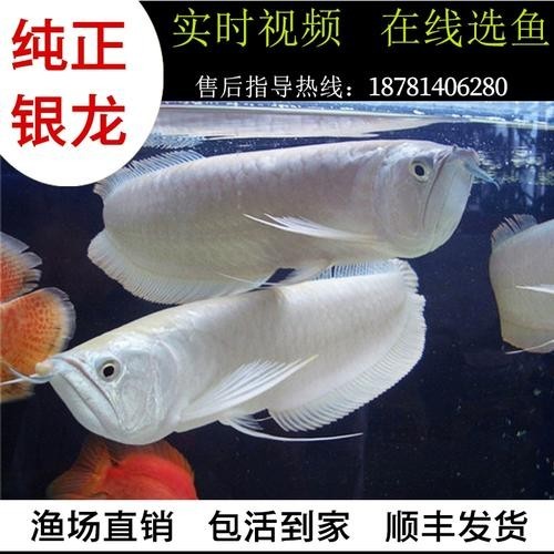 雪龍魚長什么樣子 龍魚百科 第3張 雪龍魚長什么樣子 雪龍魚長什么樣子 龍魚百科 第3張