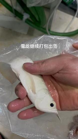 雪龍魚長什么樣子 龍魚百科 第9張 雪龍魚長什么樣子 雪龍魚長什么樣子 龍魚百科 第9張
