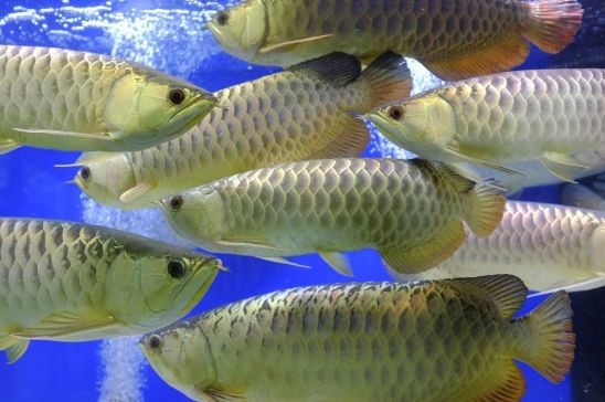 龍魚泛白是什么原因造成的：龍魚打架的原因及其處理方法