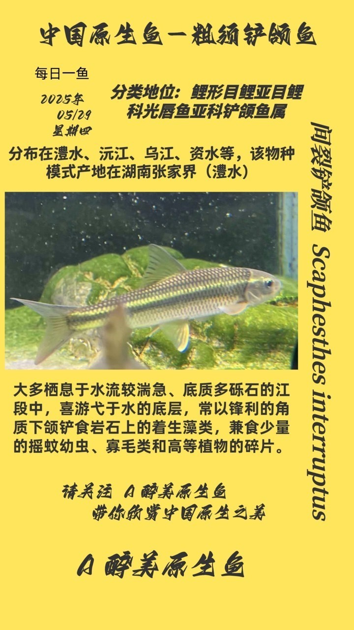間裂鏟頜魚 間裂鏟頜魚 龍魚論壇