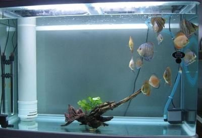 魚缸水泵的聲音：如何選擇低噪音的魚缸水泵 魚缸水泵的聲音：如何選擇低噪音的魚缸水泵 魚缸百科 第5張