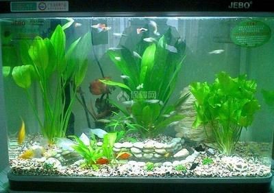 魚缸燈光對(duì)綠藻的影響：關(guān)于魚缸綠藻的問(wèn)題