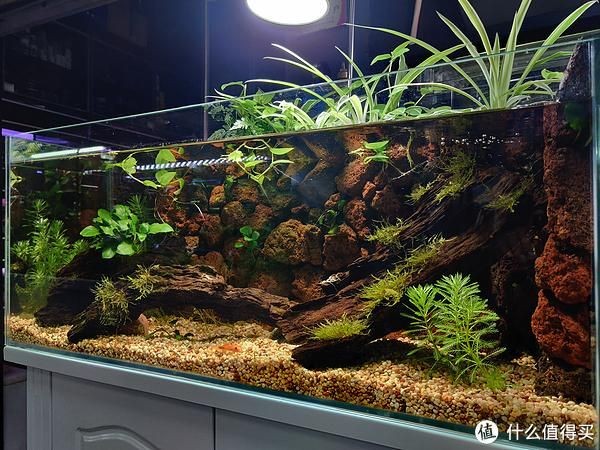 欖仁葉在魚缸里有什么作用：欖仁葉在魚缸里具有多種作用，如何正確使用欖仁葉與魚缸生態(tài)平衡
