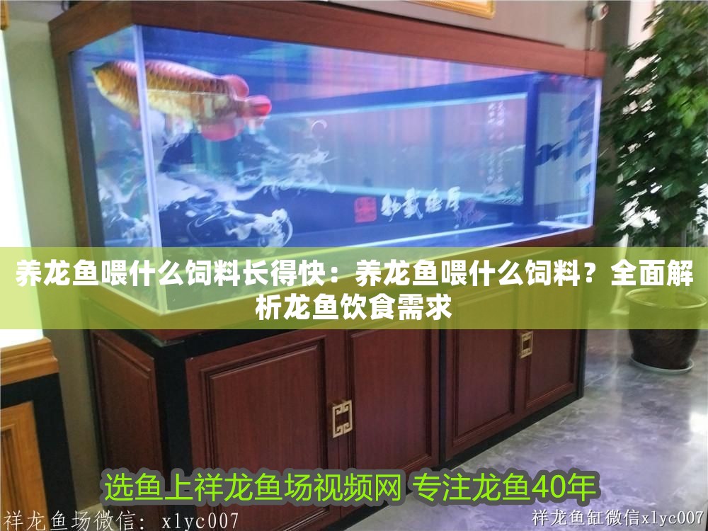 養龍魚喂什么飼料長得快：養龍魚喂什么飼料？全面解析龍魚飲食需求