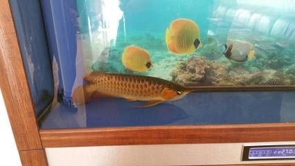 龍魚不吃魚缸里的小魚：龍魚拒絕食用魚缸里的小魚時，可能是由多種因素引起的