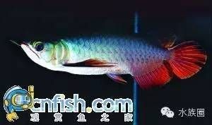 龍魚品種介紹圖片大全，幾種常見的龍魚品種介紹