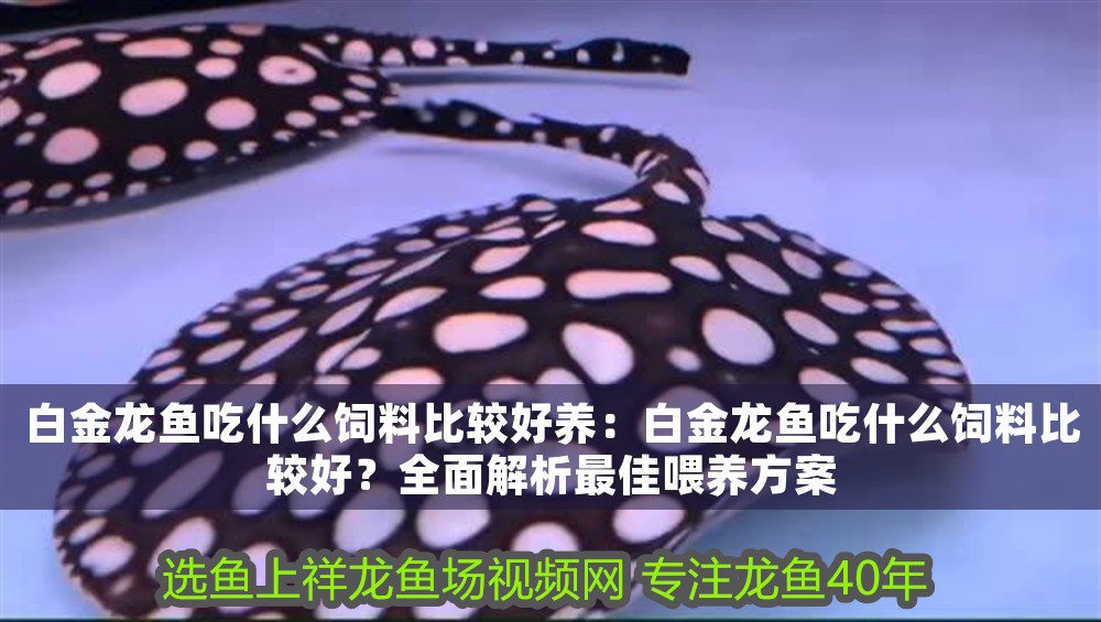 白金龍魚吃什么飼料比較好養：白金龍魚吃什么飼料比較好？全面解析最佳喂養方案