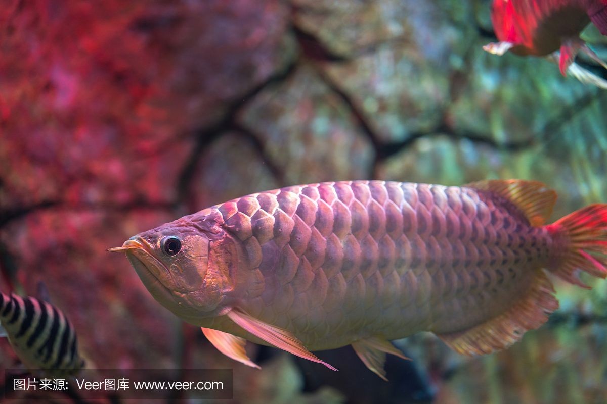 紅龍魚長(zhǎng)度跟重量比例：紅龍魚的體長(zhǎng)和重量比例可能會(huì)因紅龍魚的種類、年齡等因素不同