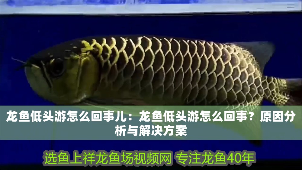 龍魚低頭游怎么回事兒：龍魚低頭游怎么回事？原因分析與解決方案