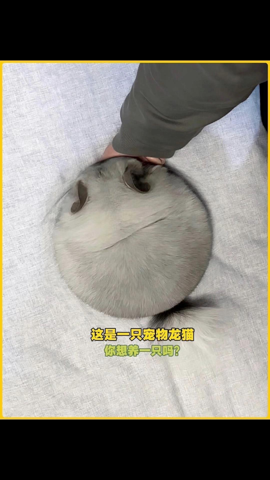貓和龍貓混養需要多大的空間？
