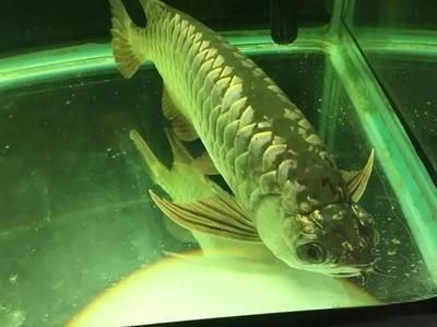 龍魚趴缸是什么癥狀，龍魚趴缸是一種常見的現(xiàn)象，可能由多種原因引起龍魚趴缸