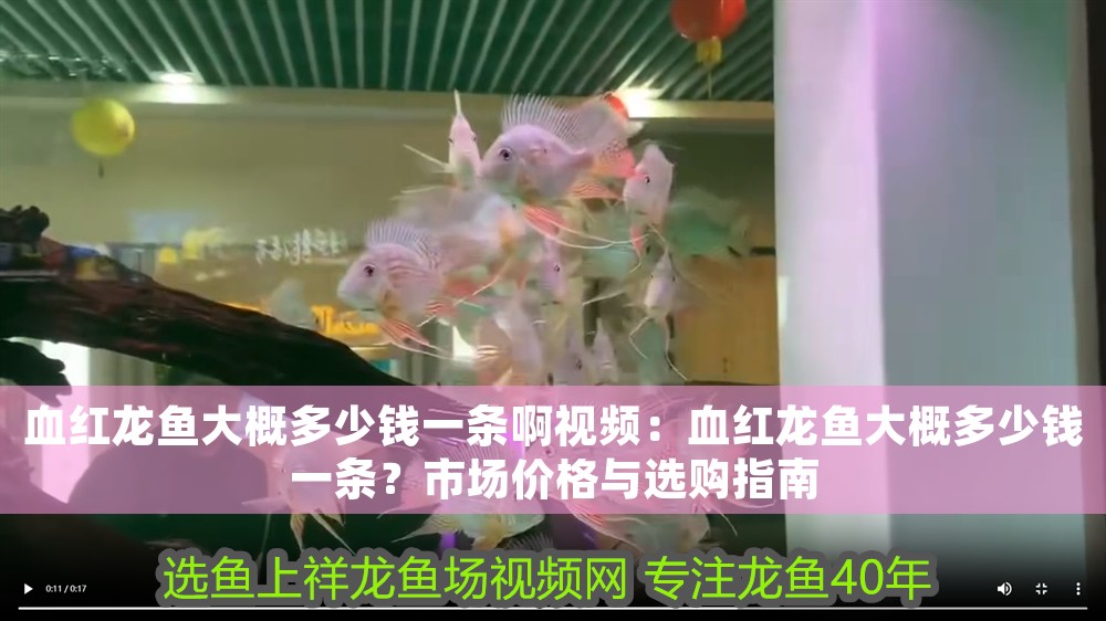 血紅龍魚大概多少錢一條啊視頻：血紅龍魚大概多少錢一條？市場價格與選購指南