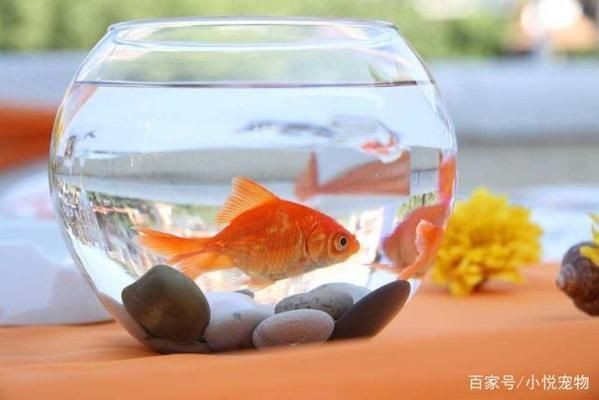 魚缸可以養(yǎng)什么寵物：魚缸養(yǎng)寵物的注意事項