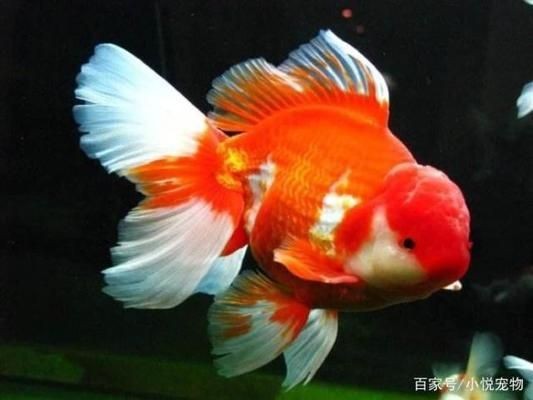 魚缸可以養(yǎng)什么寵物：魚缸養(yǎng)寵物的注意事項