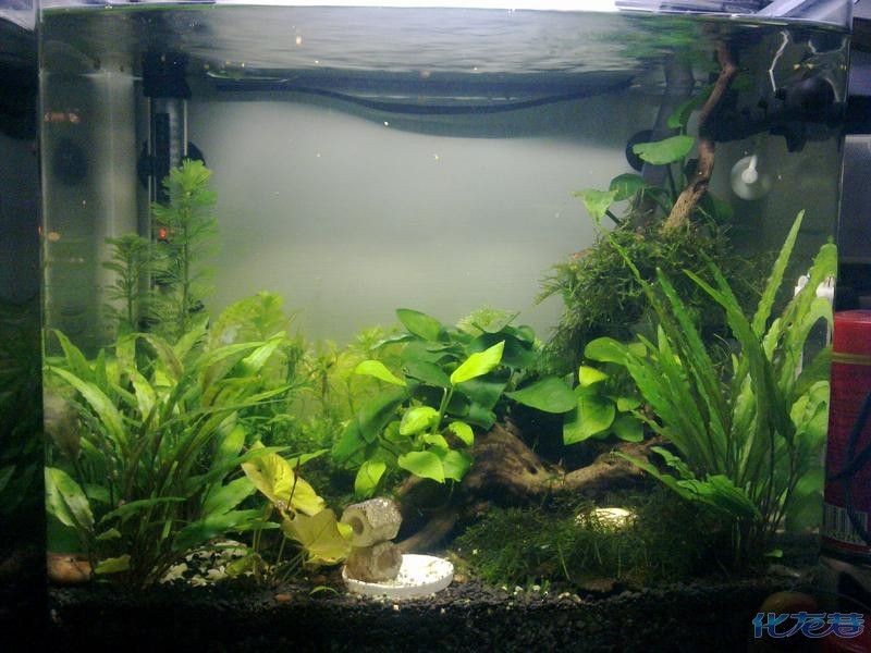 新寵之康魚缸：“新寵之康魚缸”的寵物水族館，美觀又實用的養(yǎng)魚空間