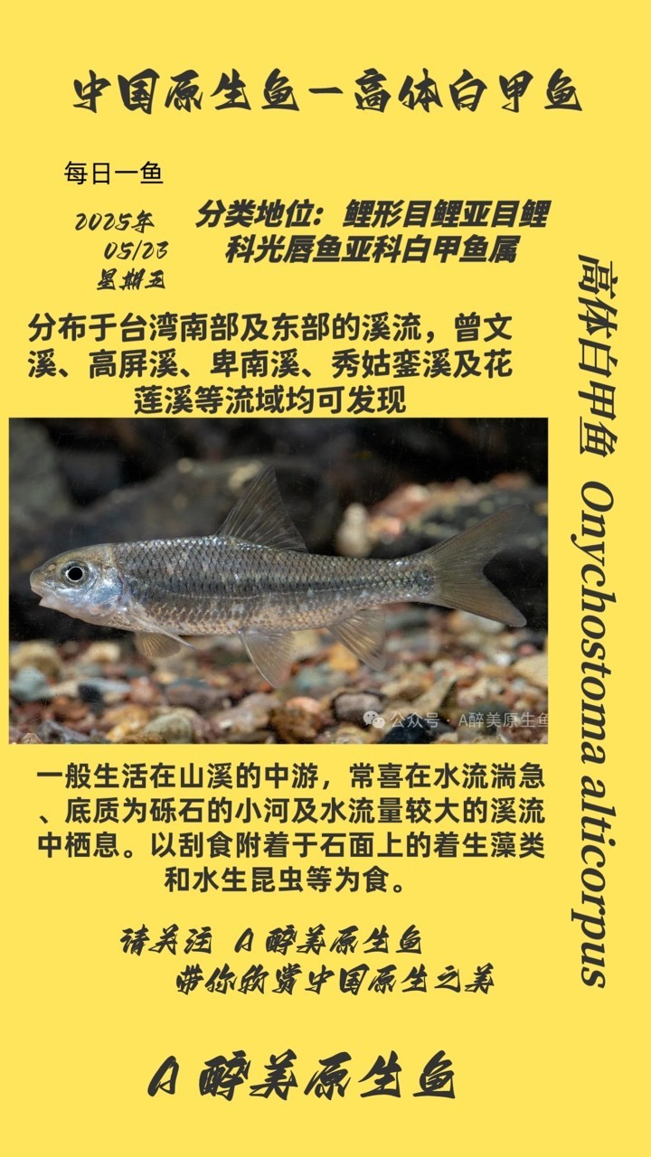 高體白甲魚 高體白甲魚 龍魚論壇