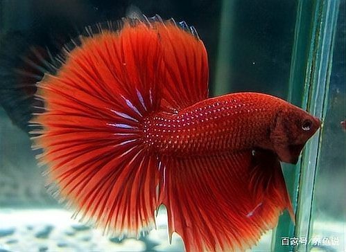 曼龍魚和雷龍魚哪個更好養？
