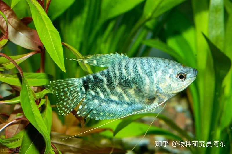 曼龍魚和雷龍魚哪個更好養？