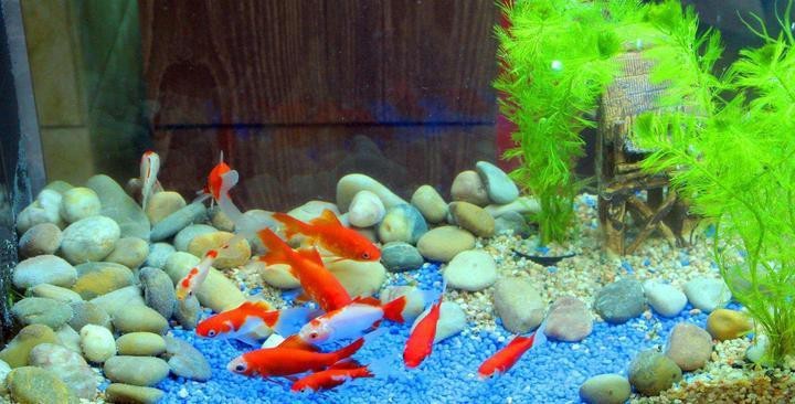 曼龍魚和雷龍魚哪個更好養？
