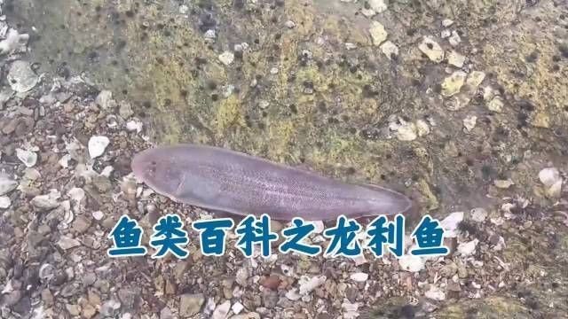龍利魚是什么魚