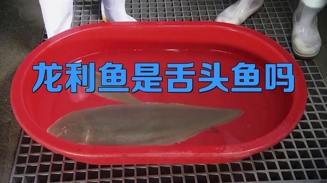 龍利魚(yú)是什么魚(yú)