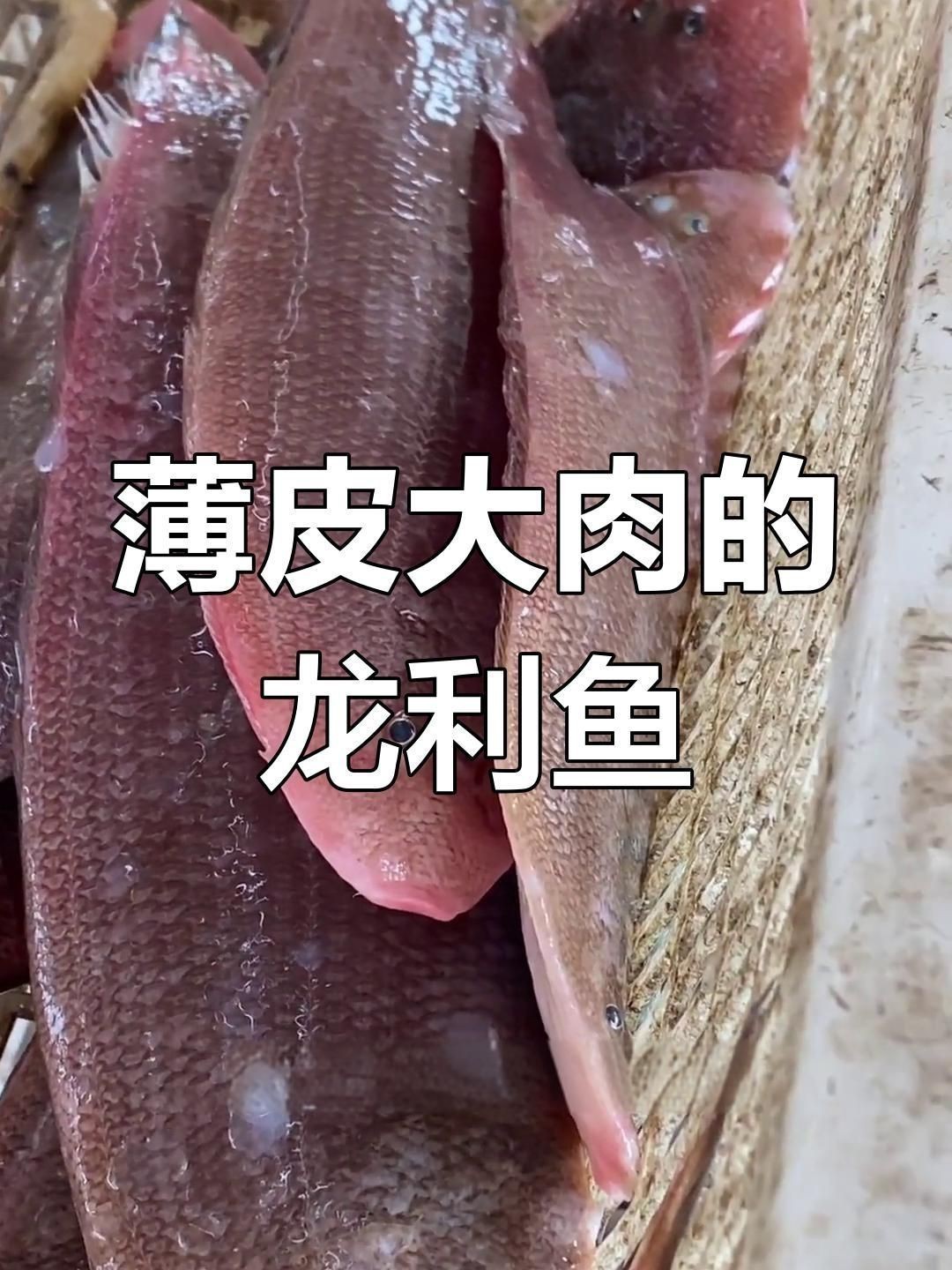 龍利魚(yú)是什么魚(yú)