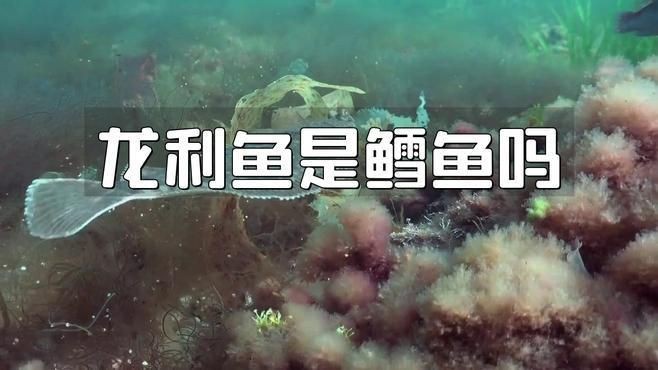 龍利魚(yú)是什么魚(yú)