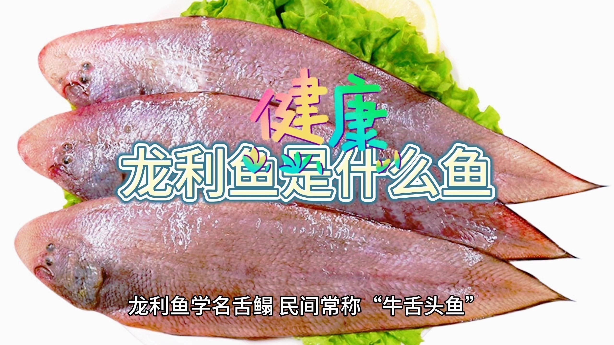 龍利魚(yú)是什么魚(yú)
