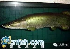 龍魚是哪個國家的：龍魚的原產地主要包括以下幾個國家和地區，龍魚養殖技術要點