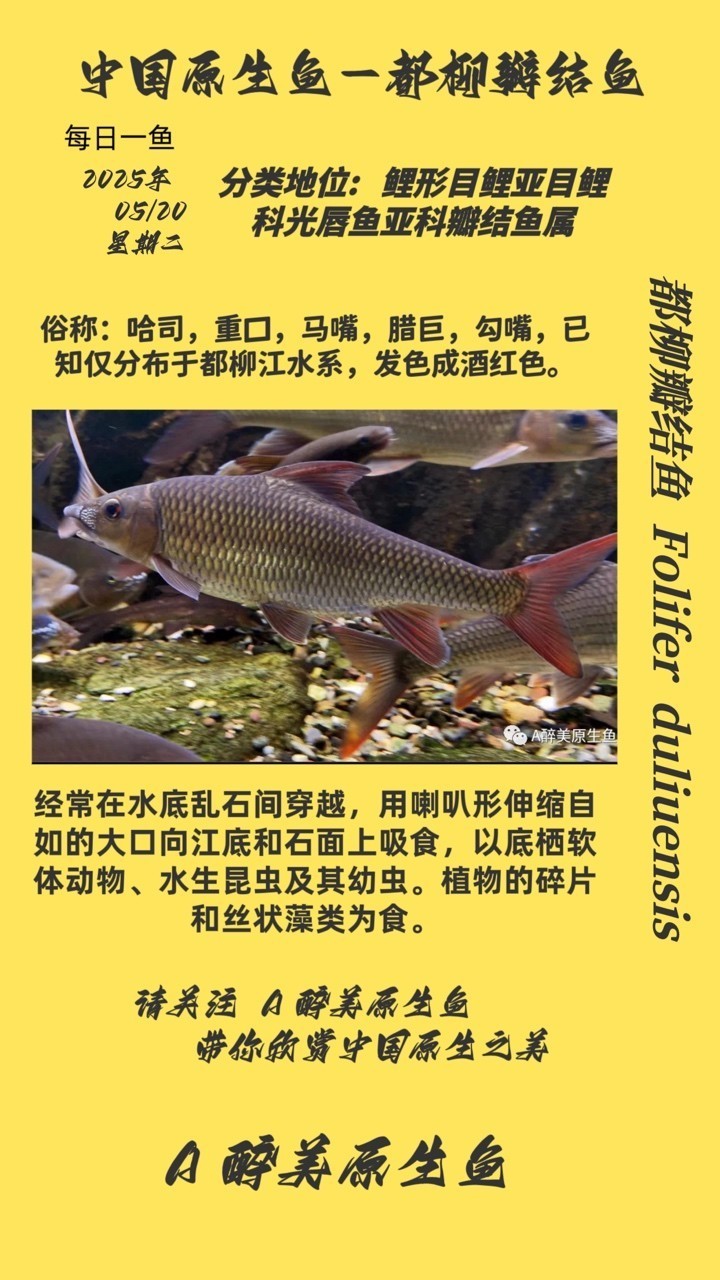 都柳瓣結魚 都柳瓣結魚 龍魚論壇