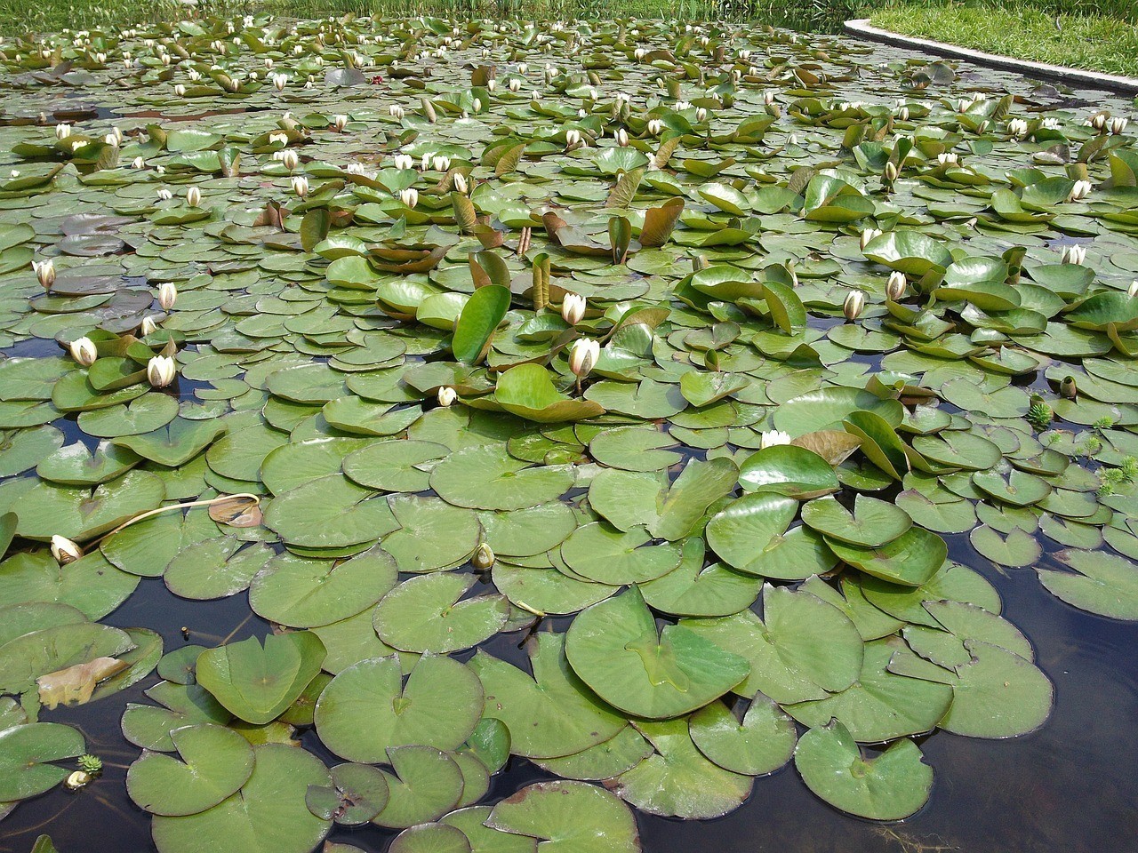 吳江市汾湖鎮(zhèn)銘銘鮮花水族館（吳江市汾湖鎮(zhèn)銘銘鮮花水族館電話號碼）