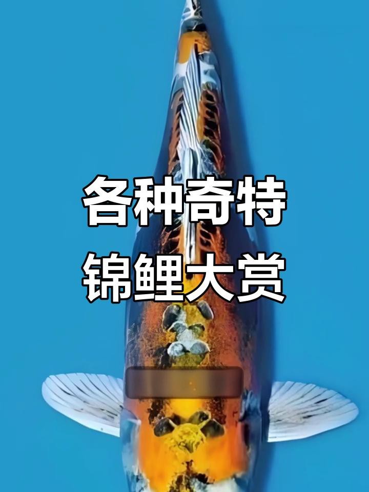 如何區(qū)分錦鯉和龍魚？